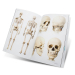 Libro Skull & Bones - Templates for Artists