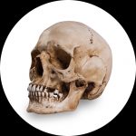 Teschi da Riferimento di Skull Shoppe